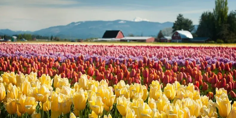 Dutch Tulip Mania being compared to NFT Bubble