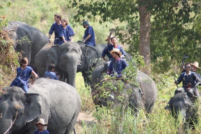 Thailand Maetaeng Elephant Park