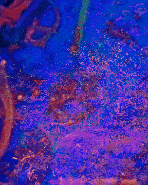 Accursed Share X Merlin Sheldrake NFT featuring colourful fungal networks